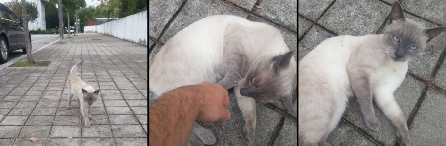 chat-siamois-porto