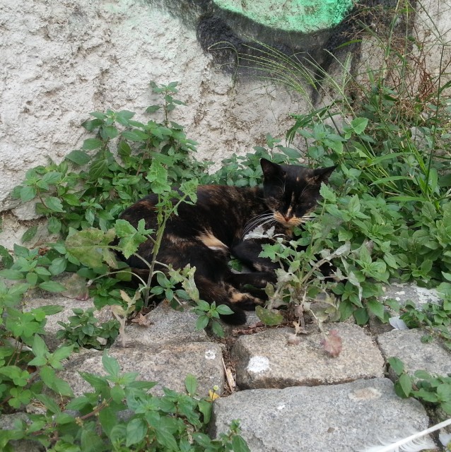 chat-dans-la-verdure