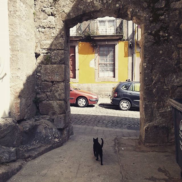 chat-noir-ruelle-porto