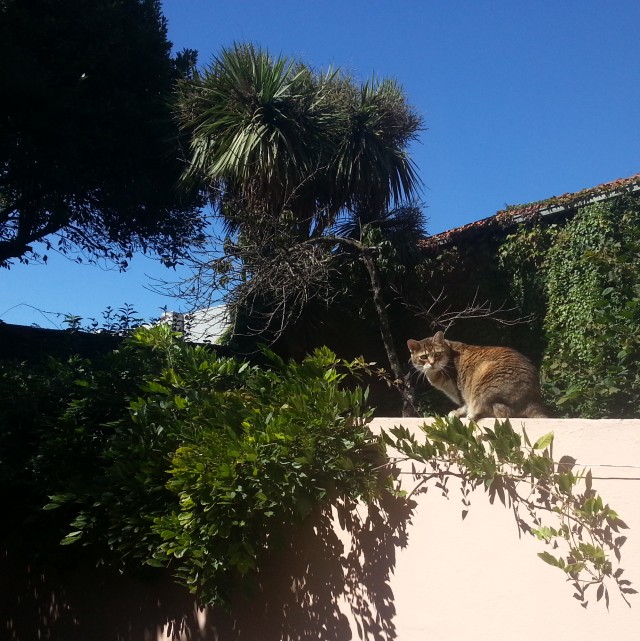 chat-sur-un-muret-porto