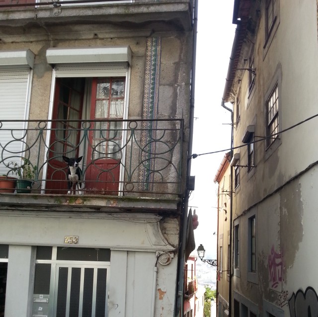 chien-balcon-porto