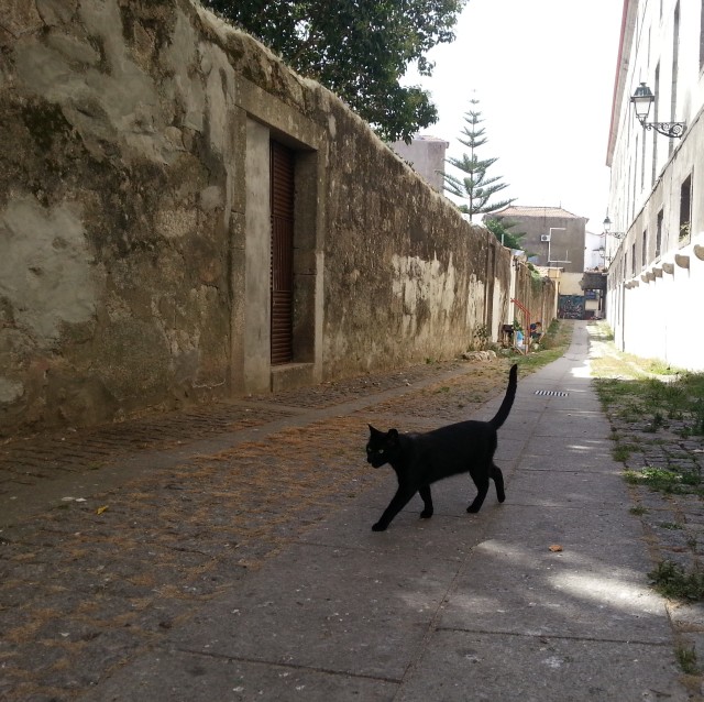 un-chat-noir-dans-une-ruelle-de-porto