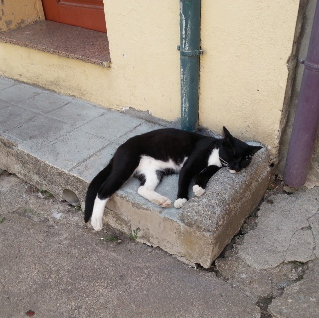 chat-dort-a-lombre