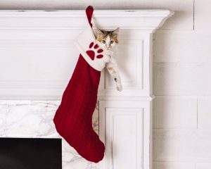 chat-dans-une-chaussette-de-noel