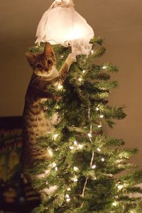 chat-en-haut-sapin-de-noel