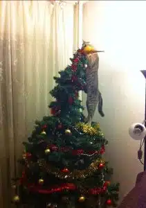 chat-escalade-sapin-de-noel