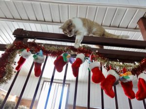 chat-joue-avec-des-chaussettes-de-noel