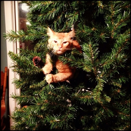 Chats Et Sapins De Noel Quand Avoir Un Chat A Noel N Est Pas Un Cadeau