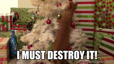 Chats et sapins de Noël. Quand avoir un chat à Noël n'est pas un cadeau !