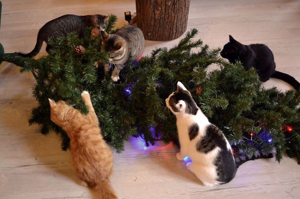 Chats et sapins de Noël. Quand avoir un chat à Noël n'est pas un cadeau !