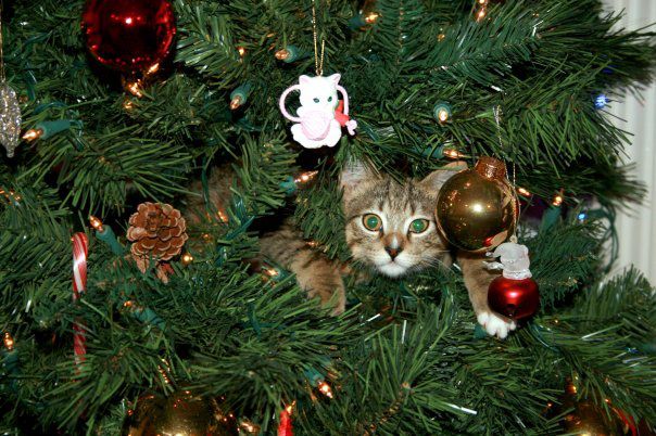 chat-dans-sapin-de-noel