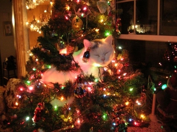 chat-dans-un-sapin-illumine