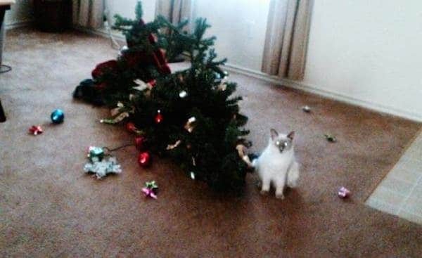 Chats Et Sapins De Noel Quand Avoir Un Chat A Noel N Est Pas Un Cadeau