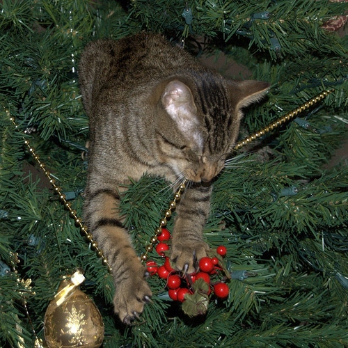 chat-mange-une-guirlande-de-noel