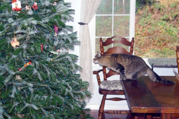 Chats Et Sapins De Noel Quand Avoir Un Chat A Noel N Est Pas Un Cadeau