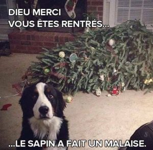 chien-sapin