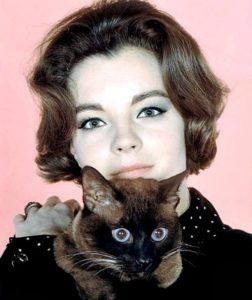 romy-schneider-et-son-chat