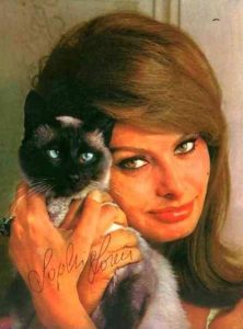 sophia-loren-et-son-chat