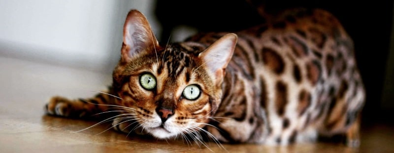 Garde de chat avec MonChatEstRoi