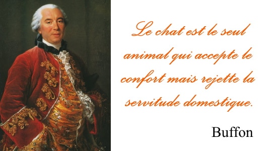 Buffon chat - Citations sur les chats