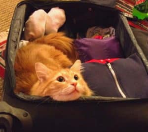 Comment faire garder mon chat - valise