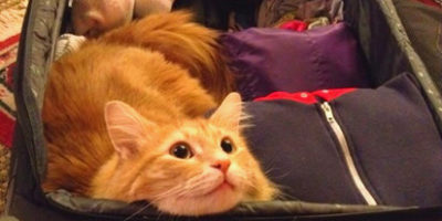 Comment faire garder mon chat - valise