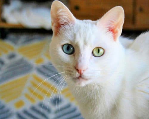 Garde de Chat à Marseille