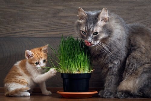 Herbe à chat