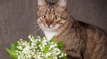 Les plantes toxiques pour les chats