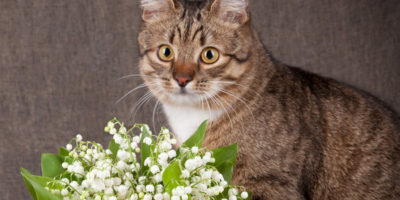Muguet toxique chats