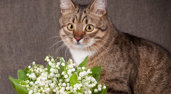 Muguet toxique chats