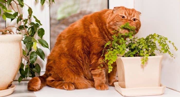Plantes toxiques pour les chats - le ficus