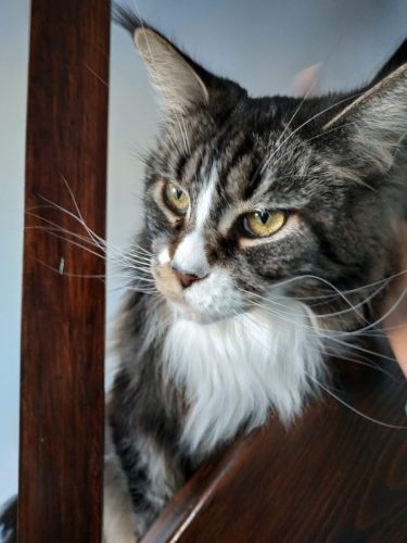 TOP 5 des races de chats en France - Maine Coon - Larysse