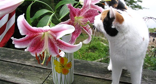 Plantes toxiques pour les chats - le lys