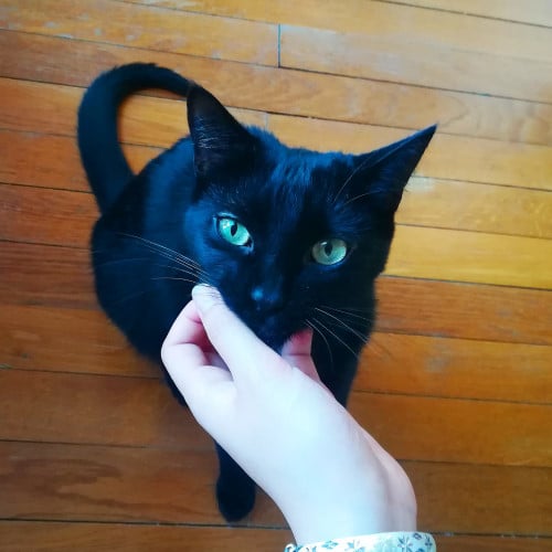 Garde de Chat à Toulouse