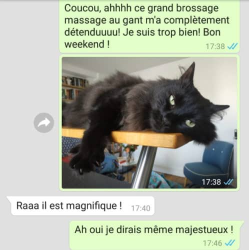 Garde de chat à Marseille - Message quotidien