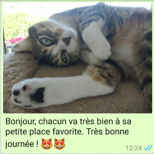 Garde de chat à Toulouse - Message quotidien