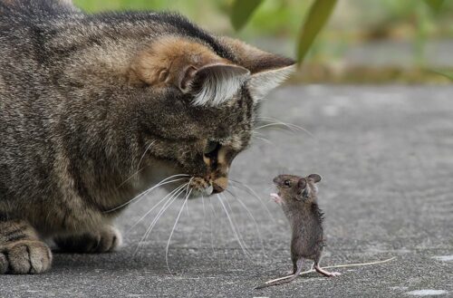 chat et souris face à face, proverbes à bon chat, bon rat