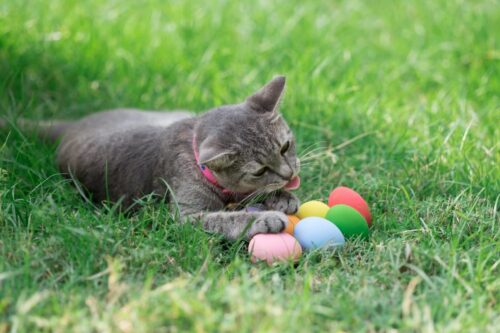 Chat et oeufs en plastique