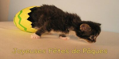 Joyeuses Paques