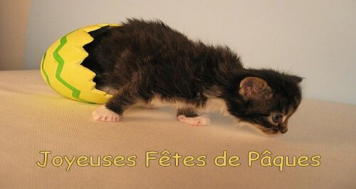 Joyeuses Paques