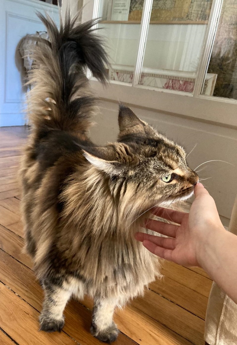 Un Maine Coon - Olympe