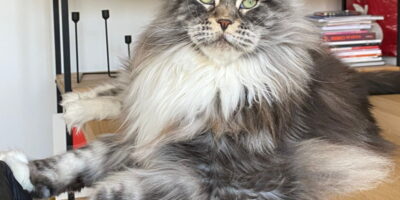 Un Maine Coon - Paco