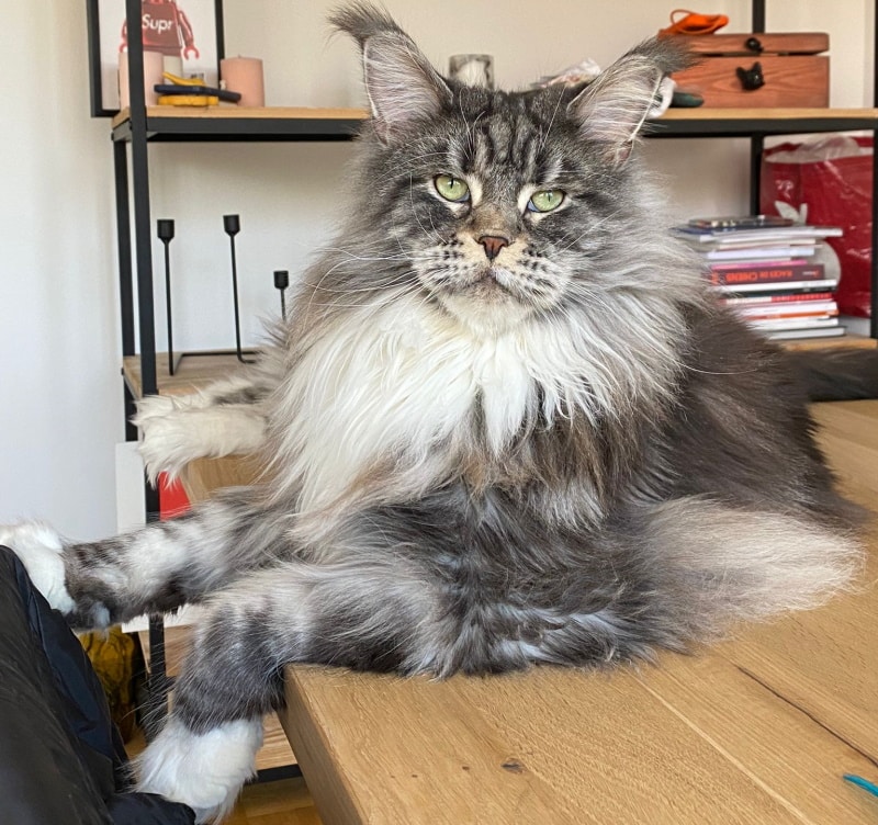 Un Maine Coon - Paco