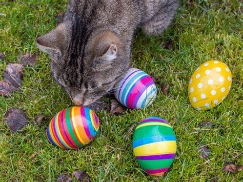 Un chat à la chasse aux oeufs de Paques