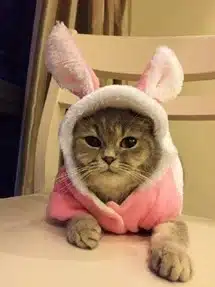Un chat lapin