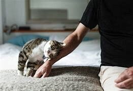 chat qui câline un humain