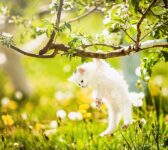 chat – printemps