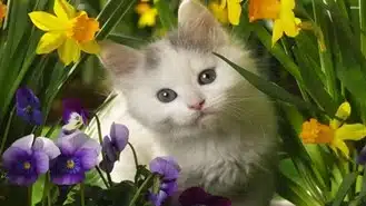 chaton de paques