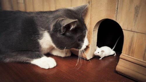chat gris et blanc qui guette une souris blanche dans un trou de mur. proverbes : jouer au chat et à la souris.